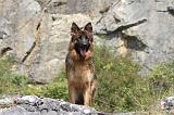 BERGER ALLEMAND 136
